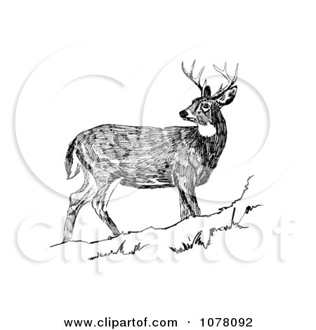 White-tailed Deer Looking Back - Royalty Free Clip Art by JVPD