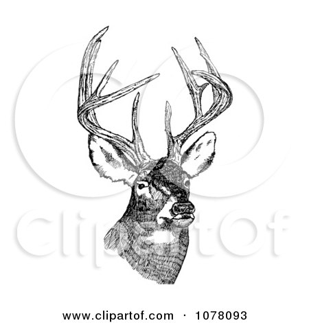 White-tailed Deer (Odocoileus virginianus) With Antlers - Royalty Free Clip Art by JVPD