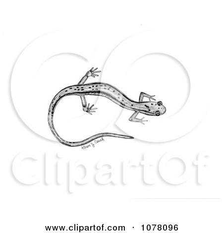 Northern Two-lined Salamander (Eurycea bislineata) - Royalty Free Clip Art by JVPD