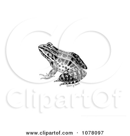 Pickerel Frog (Rana palustris) - Royalty Free Clip Art by JVPD