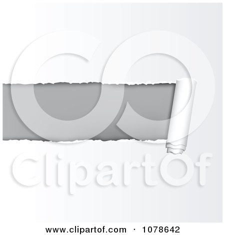 Clipart Curling Piece Of Ripped White Paper Revealing Gray - Royalty Free Vector Illustration by vectorace