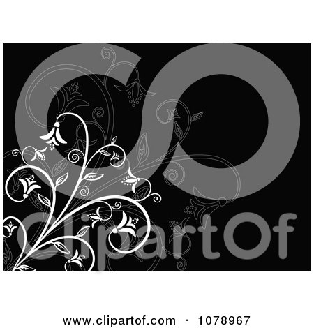Clipart Black Floral Background With White Flowers - Royalty Free Vector Illustration by KJ Pargeter