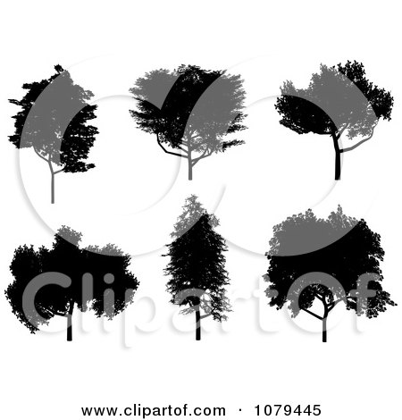Clipart Black Silhouetted Mature Trees - Royalty Free Vector Illustration by KJ Pargeter