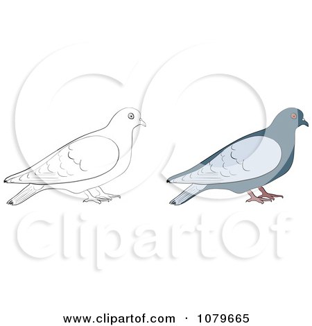 Clipart Colored And Outlined Doves - Royalty Free Vector Illustration by Andrei Marincas