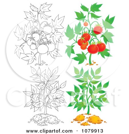 Clipart Tomato And Leafy Plants In Color And Outline - Royalty Free Illustration by Alex Bannykh