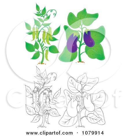 Clipart Eggplant And Pea Plants In Color And Outline - Royalty Free Illustration by Alex Bannykh