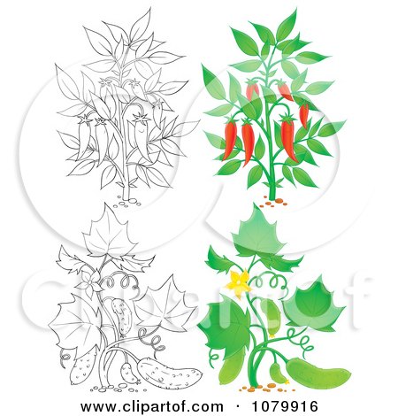 Clipart Chili Pepper And Cucumber Plants In Color And Outline - Royalty Free Illustration by Alex Bannykh