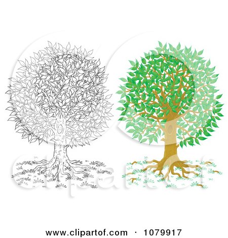Clipart Colored And Outlined Mature Tree - Royalty Free Illustration by Alex Bannykh