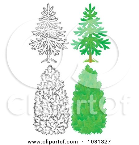Clipart Set Of Outlind And Colored Evergreen Trees - Royalty Free Illustration by Alex Bannykh