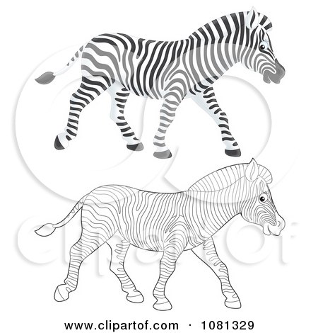 Clipart Colored And Outlined Zebras Walking - Royalty Free Illustration by Alex Bannykh
