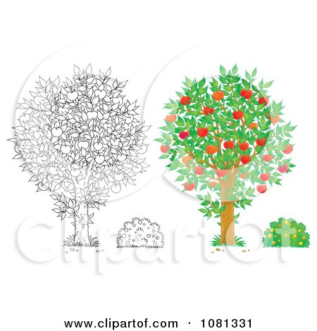 Clipart Set Of Outlind And Colored Apple Trees And Bushes - Royalty Free Illustration by Alex Bannykh