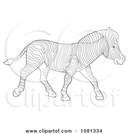Clipart Outlined Zebra Walking - Royalty Free Illustration by Alex Bannykh