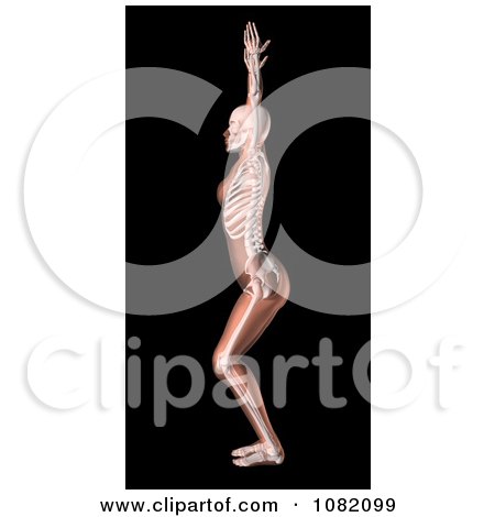 Clipart 3d Anatomy Stretching Female Yoga Woman - Royalty Free CGI Illustration by KJ Pargeter
