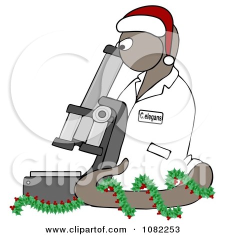 Clipart BrownChristmas C Elegans Roundworm With A Santa Hat And Holly Wreath And Microscope - Royalty Free Illustration  by djart