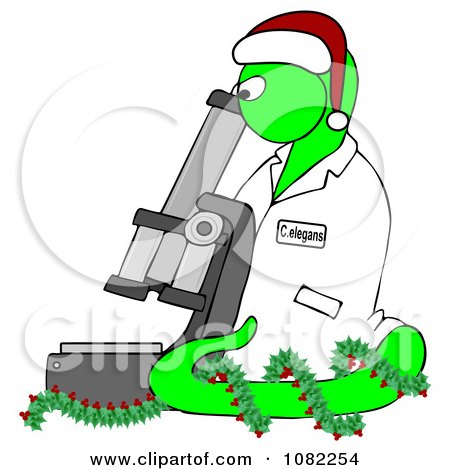 Clipart Green Christmas C Elegans Roundworm With A Santa Hat And Holly Wreath And Microscope - Royalty Free Illustration  by djart