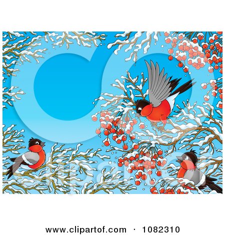 Clipart Robins Gathering Berries In Winter Branches - Royalty Free Illustration by Alex Bannykh