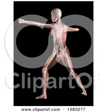 Clipart 3d Stretching Female Skeleton - Royalty Free Illustration by KJ Pargeter
