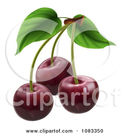 Clipart 3d Dark Red Cherries With Stems - Royalty Free Vector Illustration by AtStockIllustration