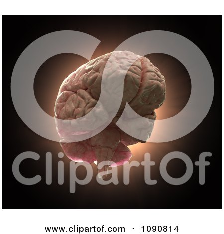 Clipart 3d Floating Human Brain - Royalty Free CGI Illustration by Mopic