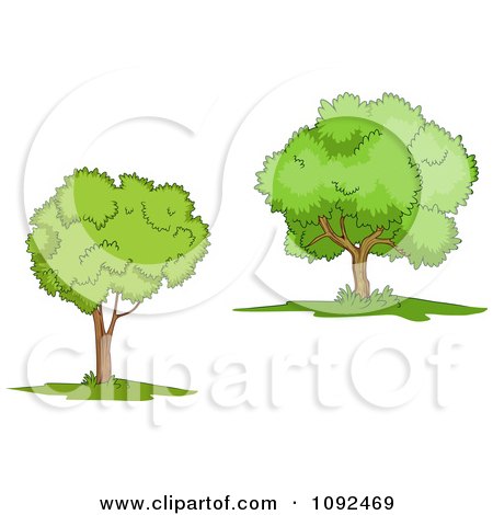 Clipart Two Mature Trees 1 - Royalty Free Vector Illustration by Vector Tradition SM
