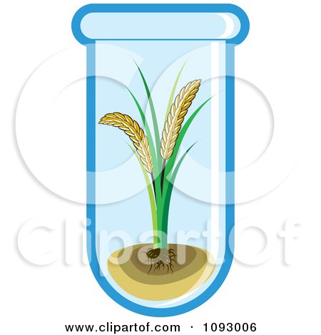Clipart Gmo Wheat Growing In A Test Tube - Royalty Free Vector Illustration by Lal Perera