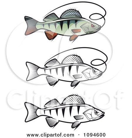 Clipart Perch Fish And Fishing Line - Royalty Free Vector Illustration by Vector Tradition SM