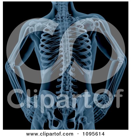 Clipart Blue Xray Of A Male Skeleton Torso With Hands On The Hips - Royalty Free CGI Illustration by KJ Pargeter