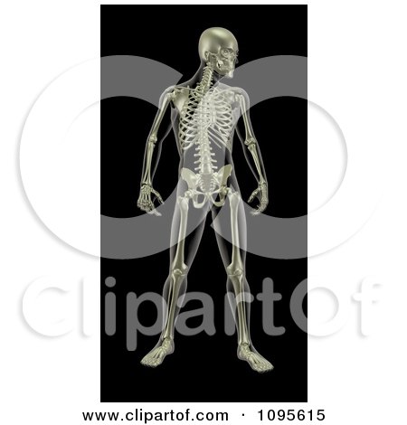 Clipart 3d Xray Of A Standing Male Skeleton Looking To The Side - Royalty Free CGI Illustration by KJ Pargeter