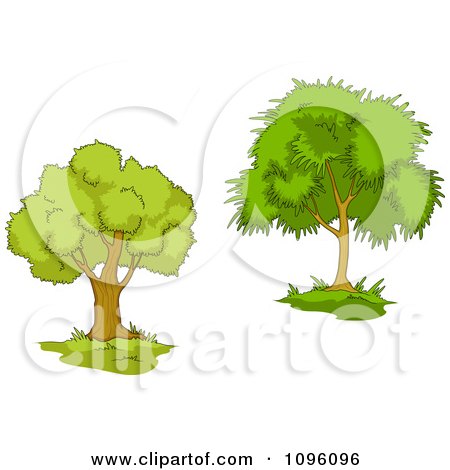 Clipart Two Mature Trees 4 - Royalty Free Vector Illustration by Vector Tradition SM