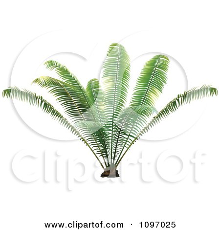 Clipart Lush Green Palm Plant - Royalty Free Vector Illustration by dero