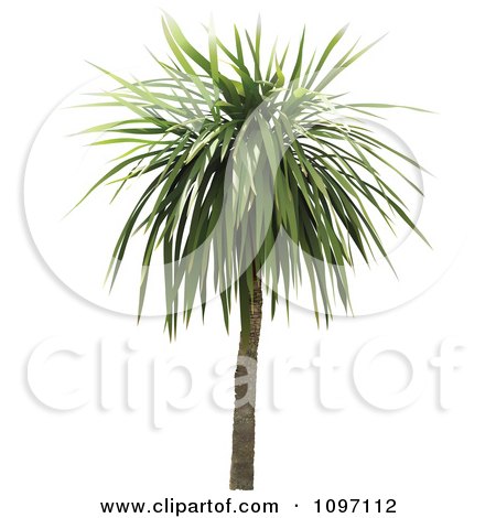Clipart 3d Tropical Palm Tree 2 - Royalty Free Vector Illustration by dero