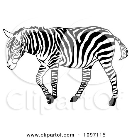 Clipart Walking Zebra - Royalty Free Vector Illustration by dero