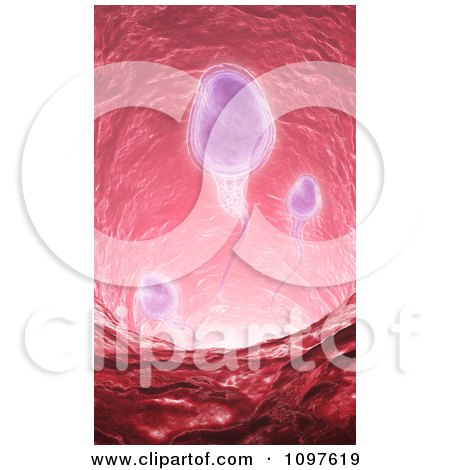 Clipart 3d Sperm Swimming Through Ductus Deferens - Royalty Free CGI Illustration by Mopic