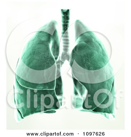 Clipart 3d Green Xray Of Human Lungs - Royalty Free CGI Illustration by Mopic