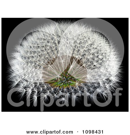 Clipart 3d Dandelion Seed Head With A Fibonacci Sequence Pattern 4 - Royalty Free CGI Illustration by Leo Blanchette