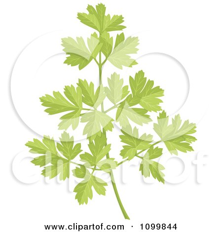 Clipart Sprig Of Fresh Green Parsley - Royalty Free Vector Illustration by Any Vector