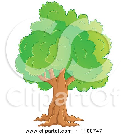 Clipart Mature Tree With A Green Canopy - Royalty Free Vector Illustration by visekart