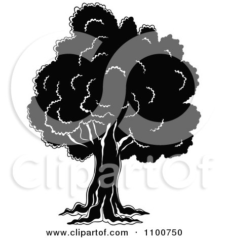 Clipart Mature Black And White Tree - Royalty Free Vector Illustration by visekart