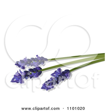 Clipart Three Lavender Stalks And Flowers On White With Copyspace - Royalty Free Vector Illustration by elaineitalia