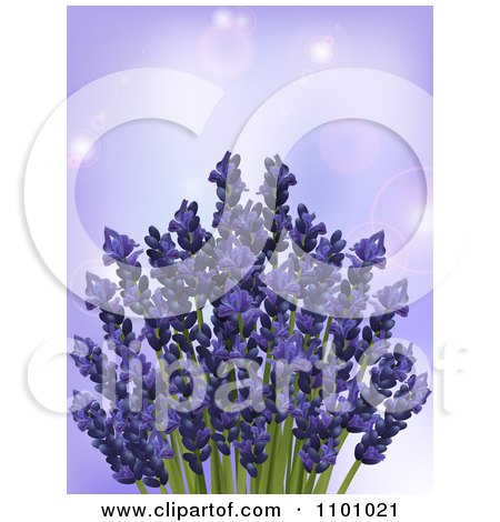 Clipart 3d Bunch Of Lavender Flowers Over Purple With Flares - Royalty Free Vector Illustration by elaineitalia