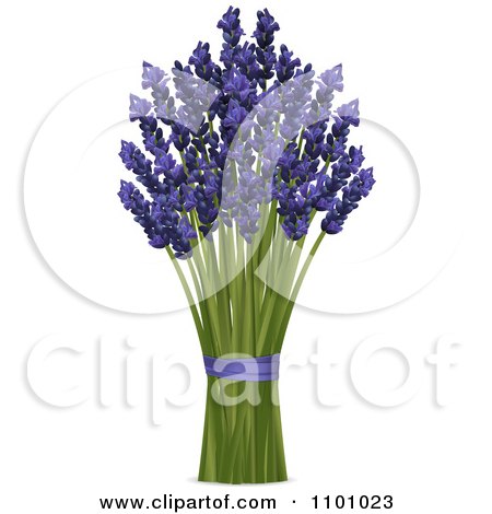 Clipart Bunch Of Lavender Stalks And Flowers With Purple Ribbon - Royalty Free Vector Illustration by elaineitalia