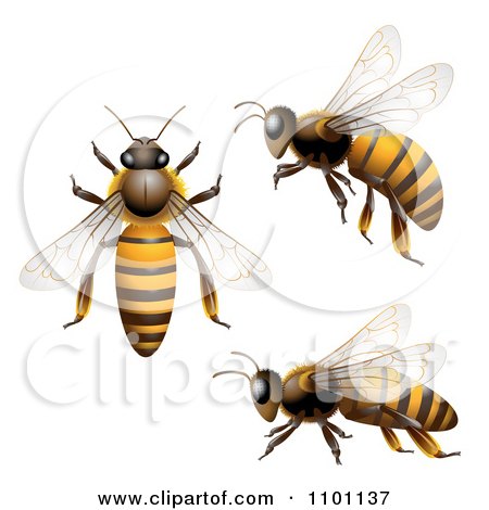 Clipart Honey Bees Shown From Above The Side And In Flight - Royalty Free Vector Illustration by merlinul