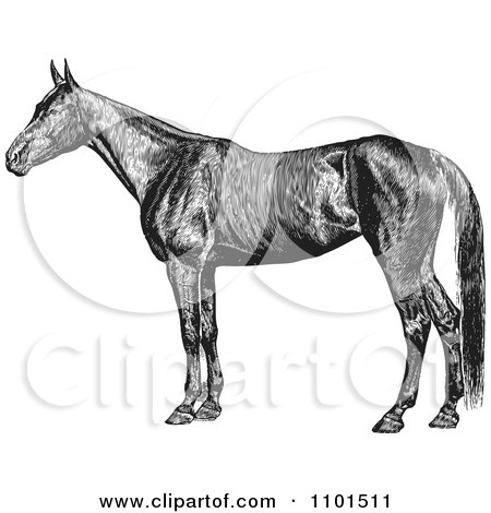 Clipart Retro Black And White Farm Horse - Royalty Free Vector Illustration by BestVector