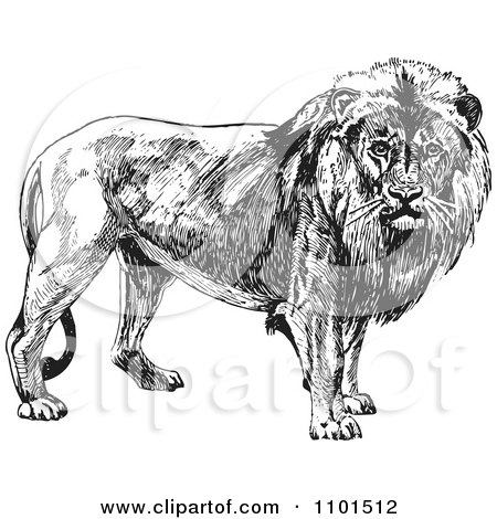 Clipart Retro Black And White Male Lion - Royalty Free Vector Illustration by BestVector