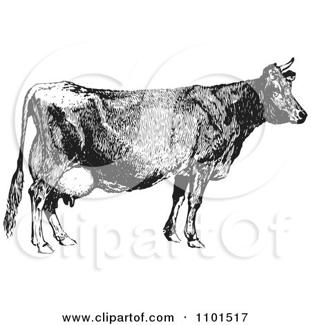 Clipart Retro Black And White Farm Cow - Royalty Free Vector Illustration by BestVector