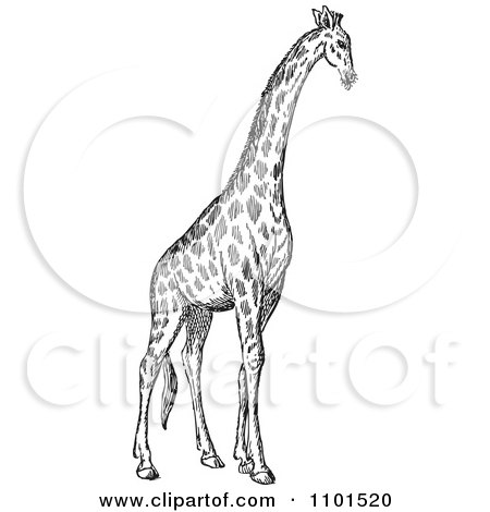 Clipart Retro Black And White Giraffe - Royalty Free Vector Illustration by BestVector