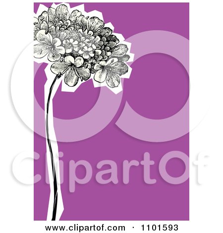Clipart Hydrangeas With A White Cutout On Purple - Royalty Free Vector Illustration by BestVector