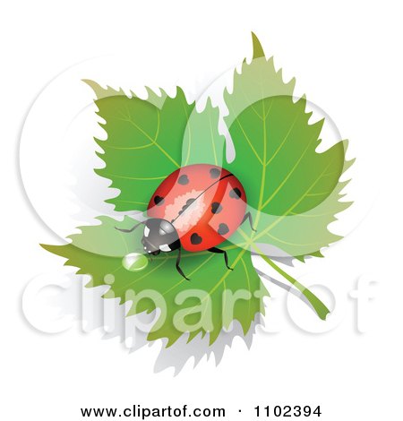 Clipart Red Heart Spotted Ladybug Drinking Dew On A Leaf - Royalty Free Vector Illustration by merlinul