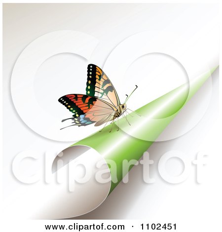 Clipart Butterfly On A Turning Green Page 1 - Royalty Free Vector Illustration by merlinul