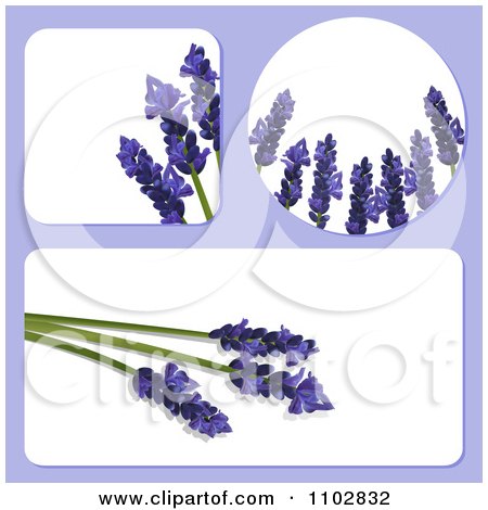 Clipart Square Round And Rectangular Templates With 3d Lavender Flowers - Royalty Free Vector Illustration by elaineitalia